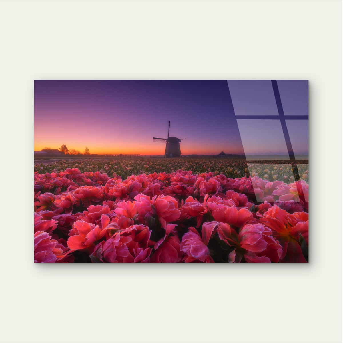 Netherlands Windmill Sunrise Tulip Field Acrylic Glass Printing Wall Art Australian Made Quality