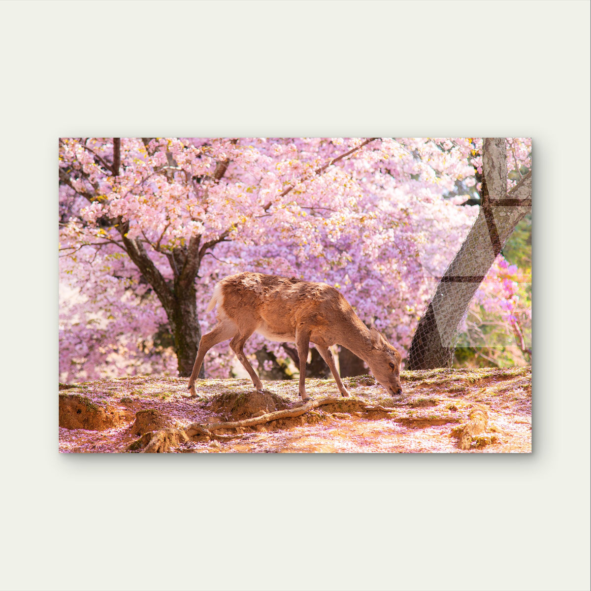 Spring Cherry Blossoms Japan Nara Deer Acrylic Glass Printing Wall Art Australian Made Quality