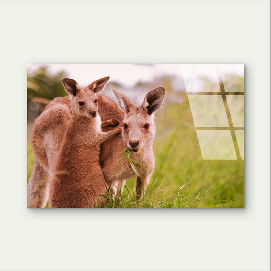 Cute Australian Kangaroo Wildlife Bush Acrylic Glass Printing Wall Art Australian Made Quality