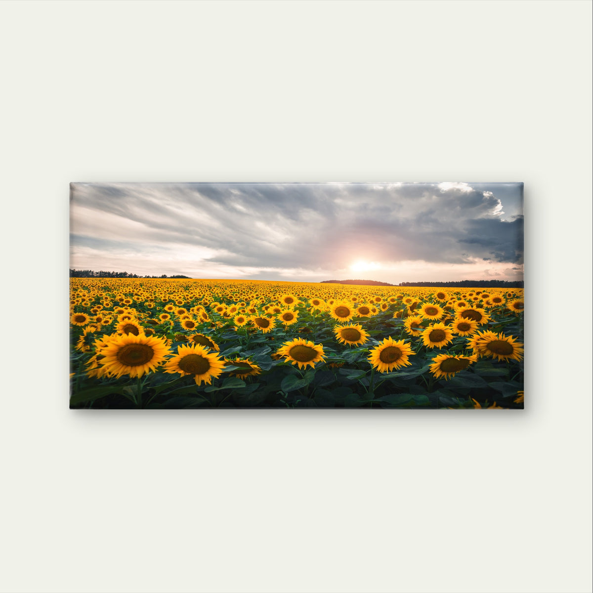 Sunflower Nature Sky Scenery Art Wall Art Canvas Office Home Framed 120x60cm