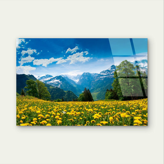 Snowy Mountains Yellow Flower Field Acrylic Glass Printing Wall Art Australian Made Quality