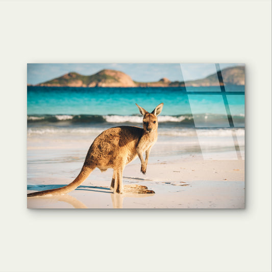 Kangaroo On Beach Lucky Bay Wildlife Acrylic Glass Printing Wall Art Australian Made Quality