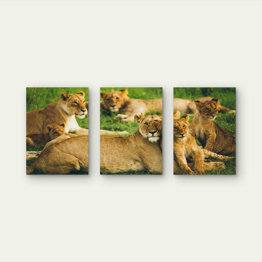 3pcs Safari Lions Family Grass Nature Cubs Wall Art Set Canvas Framed 60x90cm - High Quality Print 100% Australian Made Wall Canvas Ready to Hang
