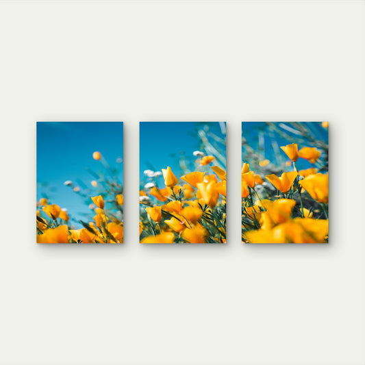 3pcs Yellow Poppy Flower Wildflower Bloom Wall Art Set Canvas Framed 60x90cm - High Quality Print 100% Australian Made Wall Canvas Ready to Hang
