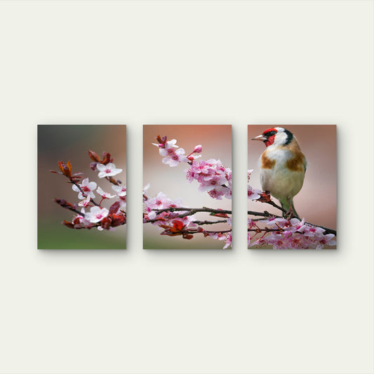 3pcs Goldfinch Bird Pink Cherry Blossom Tree Wall Art Set Canvas Framed 60x90cm - High Quality Print 100% Australian Made Wall Canvas Ready to Hang