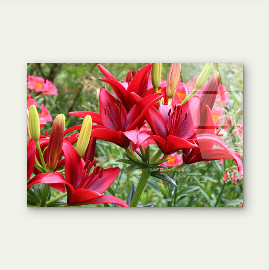 Lilium Philadelphicum Red Wood Lilies Acrylic Glass Printing Wall Art Australian Made Quality