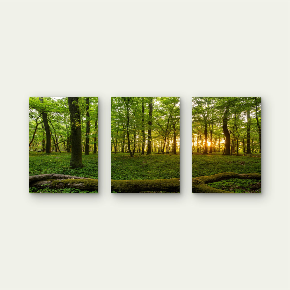3pcs Green Nature Trees Woods Sunbeam Woodland Wall Art Set Canvas Framed 50x70cm - High Quality Print 100% Australian Made Wall Canvas Ready to Hang