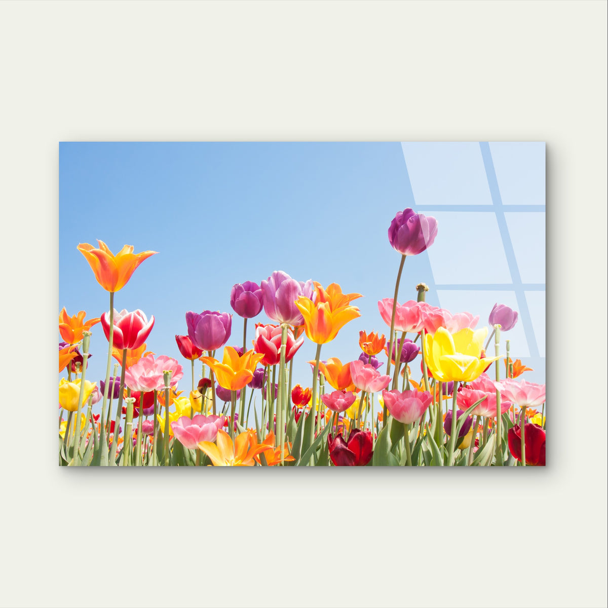Tulip Flower Floral Spring Garden Field Acrylic Glass Printing Wall Art Australian Made Quality