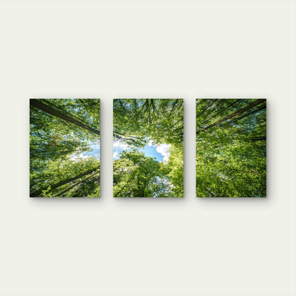 3pcs Vibrant Green Forest Canopy Tree Nature Wall Art Set Canvas Framed 50x70cm - High Quality Print 100% Australian Made Wall Canvas Ready to Hang