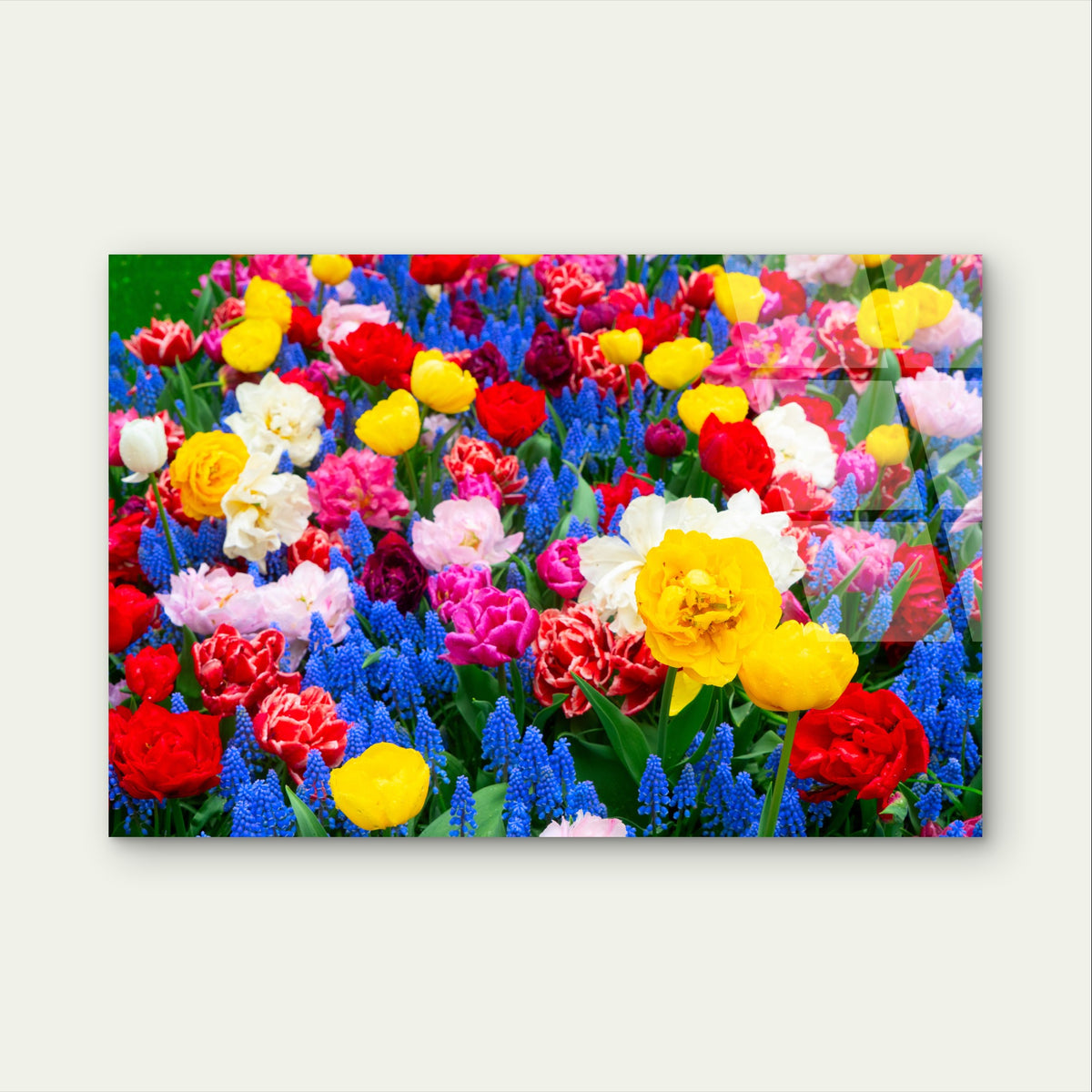 Tulip Garden Hyacinth Floral Flower Acrylic Glass Printing Wall Art Australian Made Quality
