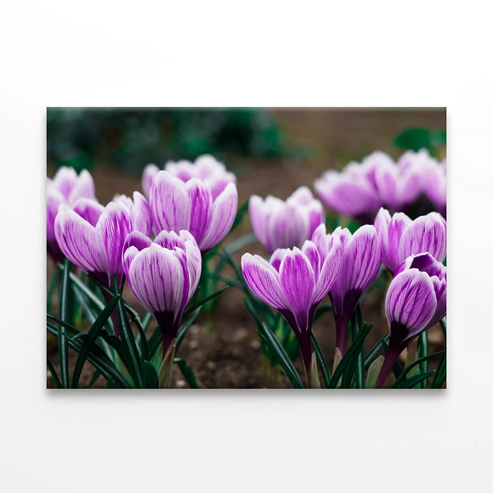 Purple Crocus Flowers In Spring  Wall Art Decor 100% Australian Made - Bella Home Decor