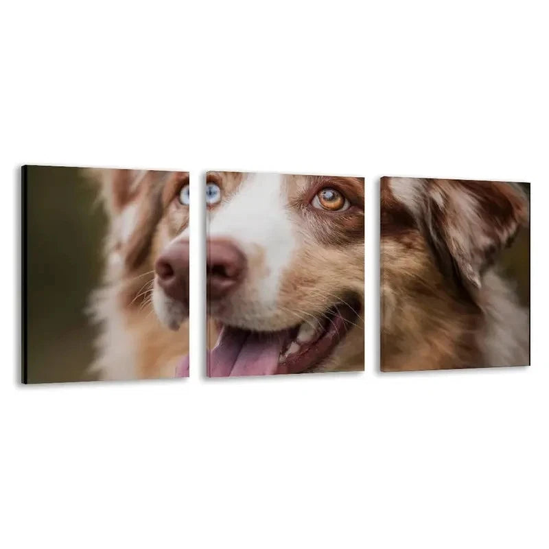 3pcs Australian Shepherd Dog Color Blue Eye  Wall Art Set Canvas Framed 50x70cm - High Quality Print 100% Australian Made Wall Canvas Ready to Hang - Bella Home Decor
