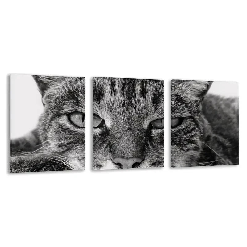 3pcs Modern Black and White Tabby Cat Deco    Wall Art Set Canvas Framed 40x60cm - High Quality Print 100% Australian Made Wall Canvas Ready to Hang