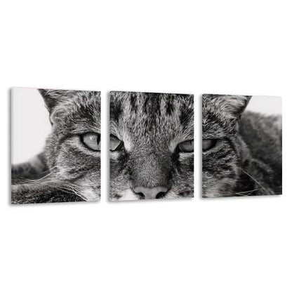 3pcs Modern Black and White Tabby Cat Deco    Wall Art Set Canvas Framed 40x60cm - High Quality Print 100% Australian Made Wall Canvas Ready to Hang