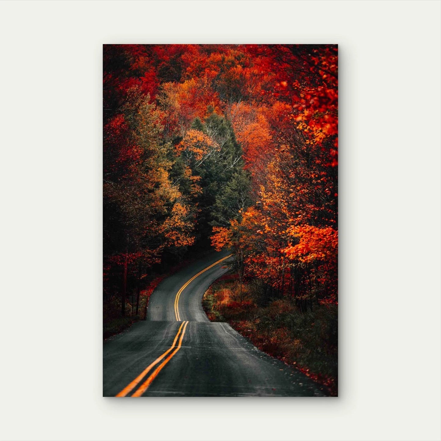 Road Forest Covered Yellowing Trees 60x90cm Metal Print Ready to Hang