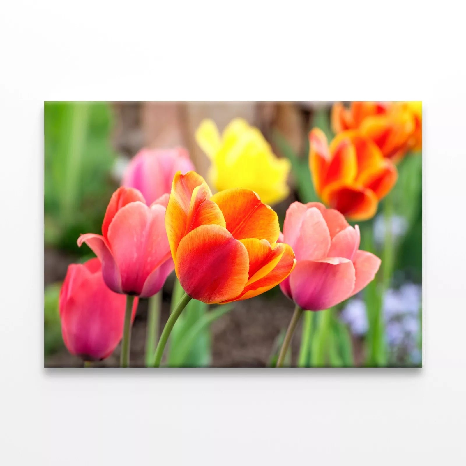 Tulip Flowers In Spring  Wall Art Decor 100% Australian Made - Bella Home Decor
