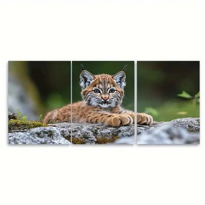 3pcs Curious Lynx Cub Wild Animal RY  Wall Art Set Canvas Framed 40x60cm - High Quality Print 100% Australian Made Wall Canvas Ready to Hang - Bella Home Decor