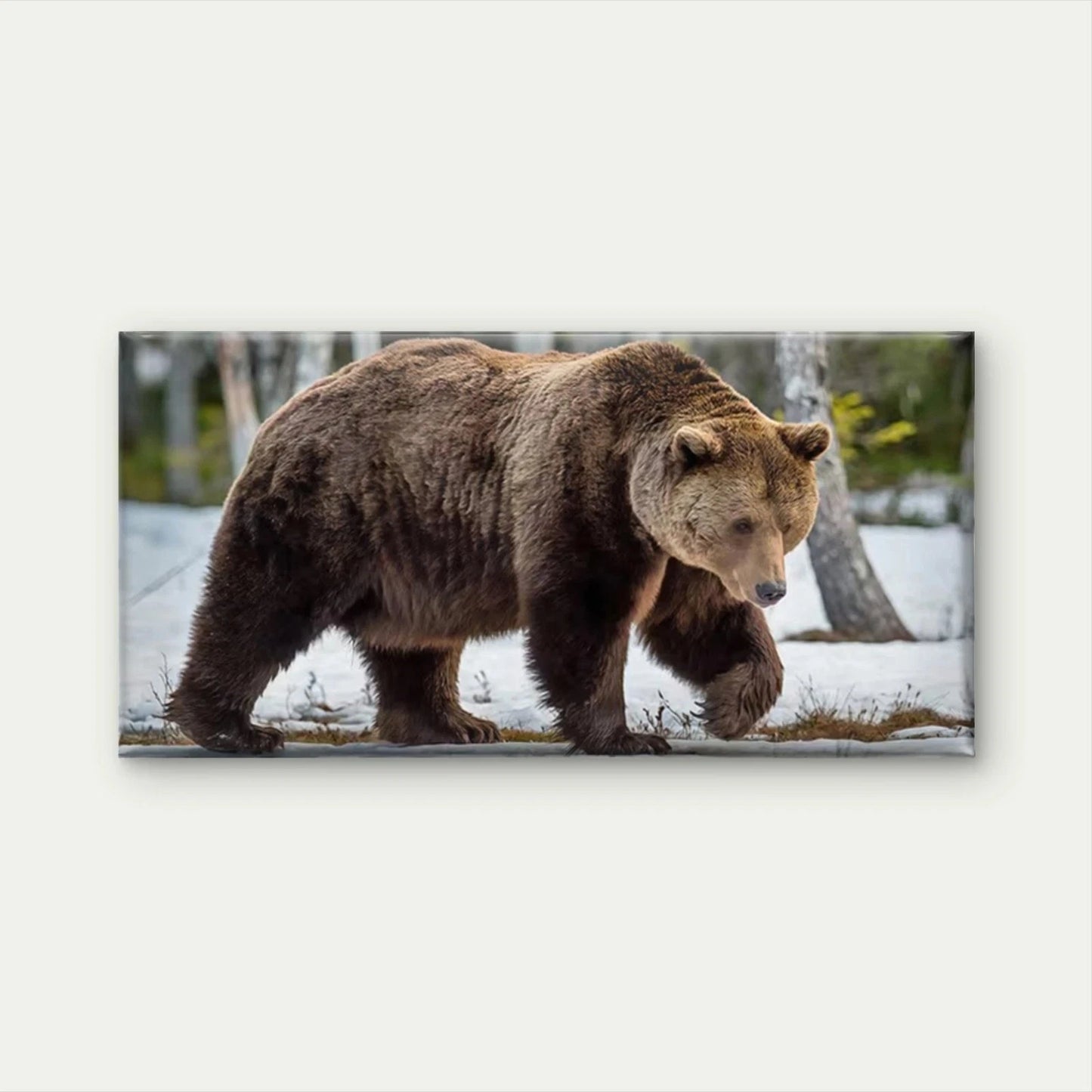 Brown Bear Walking in Snow Wall Art Canvas Office Home Room Framed 120x60cm