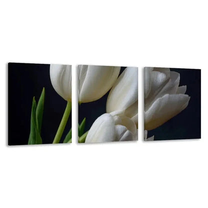 3pcs White Tulips Isolated on Black Background  Wall Art Set Canvas Framed 40x60cm - High Quality Print 100% Australian Made Wall Canvas Ready to Hang - Bella Home Decor