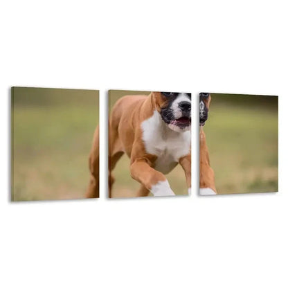 3pcs Brown & White Boxer Puppy on Grass Running  Wall Art Set  Canvas Framed 50x70cm - High Quality Print 100% Australian Made Wall Canvas Ready to Hang - Bella Home Decor