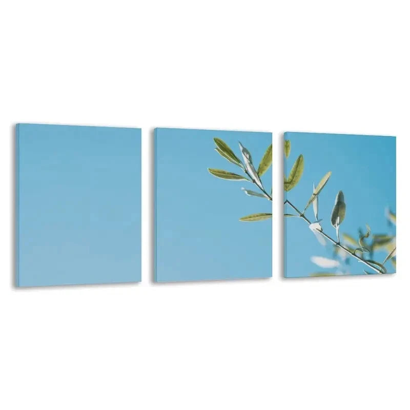 3pcs Olive Branch Against the Clear Blue Sky   Wall Art Set Canvas Framed 50x70cm - High Quality Print 100% Australian Made Wall Canvas Ready to Hang