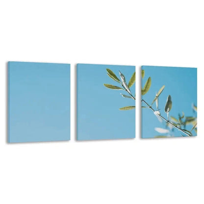 3pcs Olive Branch Against the Clear Blue Sky   Wall Art Set Canvas Framed 50x70cm - High Quality Print 100% Australian Made Wall Canvas Ready to Hang
