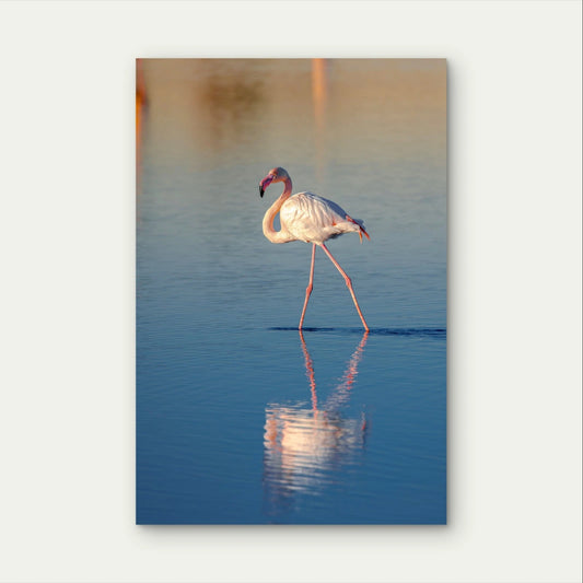Flamingo in Water Wildlife Nature Photography 40x60cm Metal Print Ready to Hang