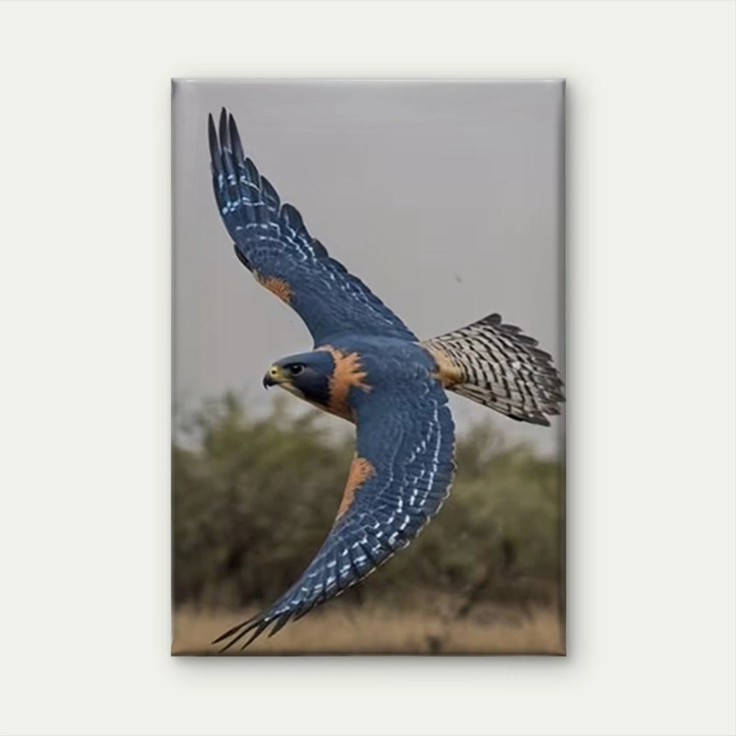 Falcon in Flight: Grace in Motion 60x90cm Metal Print Ready to Hang