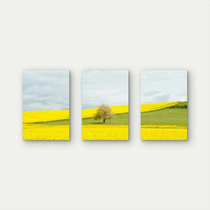 3pcs Yellow Countryside Field Collage Wall Art Set Canvas Framed 40x60cm - High Quality Print 100% Australian Made Wall Canvas Ready to Hang (Copy) (Copy)
