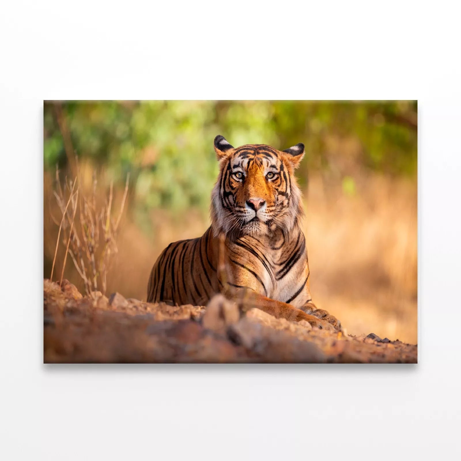 Amazing Tiger In The Nature Wall Art Decor 100% Australian Made - Bella Home Decor