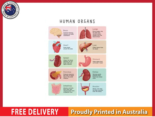 NEW (LAMINATED) Human Body (61X91CM) Educational CHART PICTURE PRINT