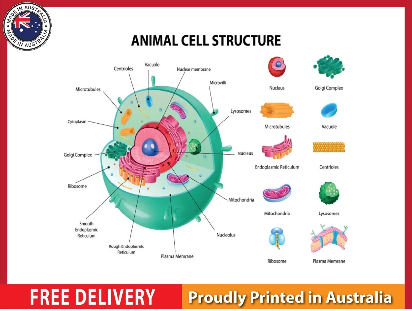 NEW (LAMINATED) Animal Cell Anatomy (61X91CM) SCIENCE CHART PICTURE PRINT