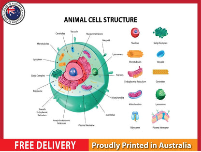 NEW (LAMINATED) Animal Cell Anatomy (61X91CM) SCIENCE CHART PICTURE PRINT