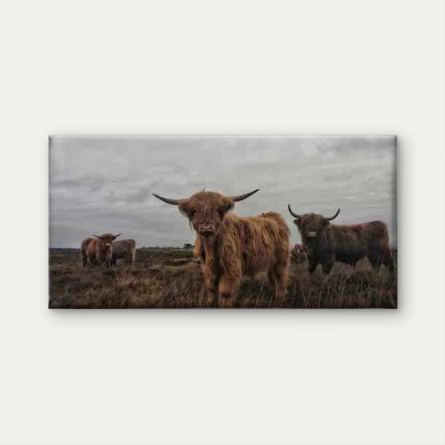 Highland Cows in a Field Wall Art Canvas Office Home Room Framed 120x60cm