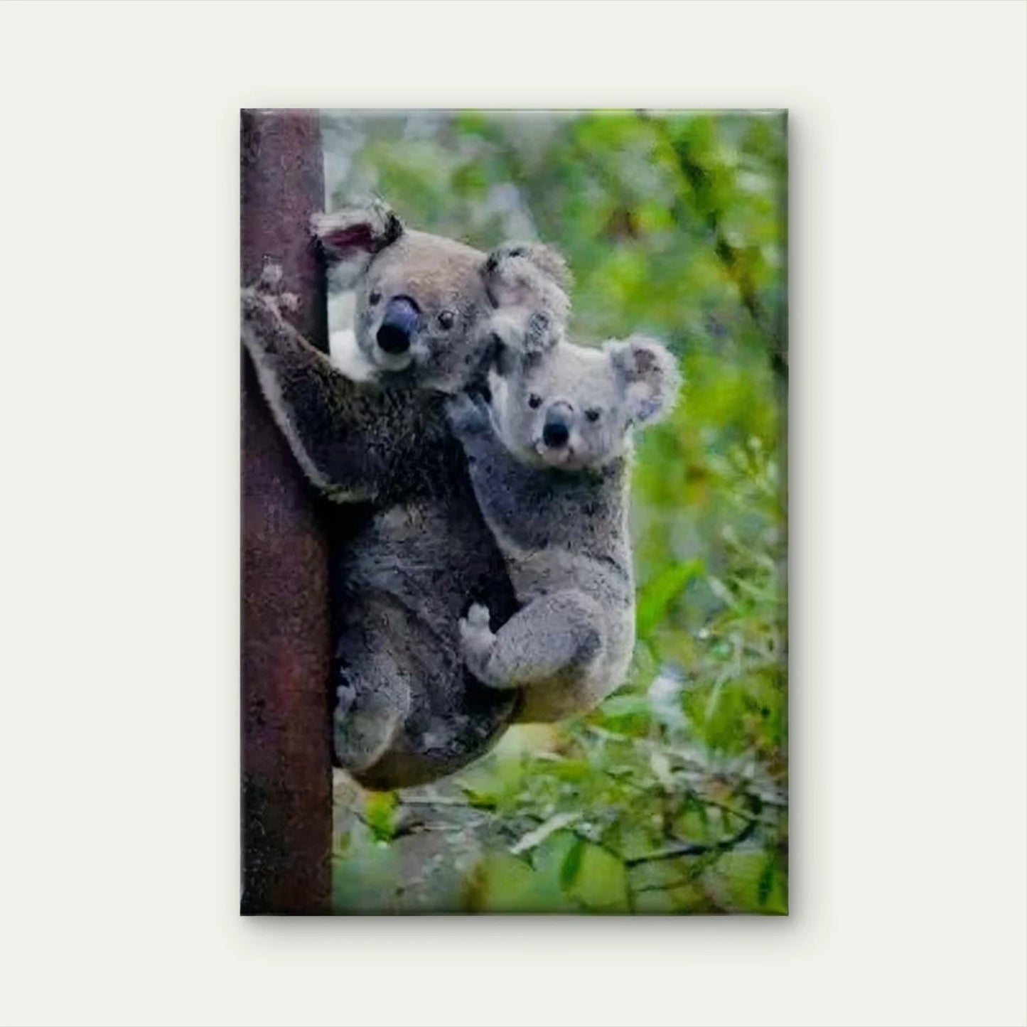 Koala Cling Painting  60x90cm Metal Print Ready to Hang