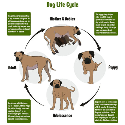 NEW (LAMINATED) DOG LIFE CYCLE (61X91CM) EDUCATIONAL CHART PICTURE PRINT