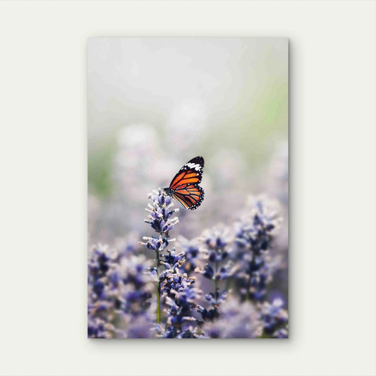 Close Up Image Of A Butterfly 60x90cm Metal Print Ready to Hang