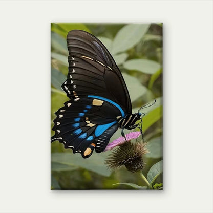 Black and Blue Swallowtail Butterfly 60x90cm Metal Print Ready to Hang