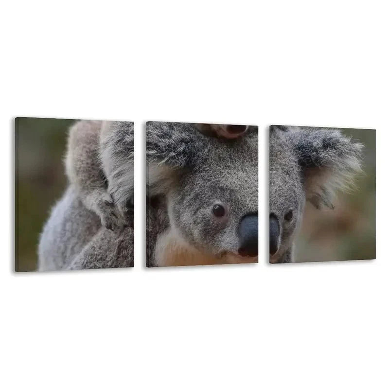 3pcs Australian Baby Koala Riding Mother Back  Wall Art Set Canvas Framed 40x60cm - High Quality Print 100% Australian Made Wall Canvas Ready to Hang - Bella Home Decor