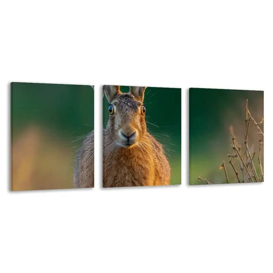 3pcs A Brown Hare In The Forest Wall Art Set Canvas Framed 60x90cm - High Quality Print 100% Australian Made Wall Canvas Ready to Hang