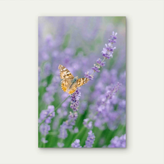 Butterfly Drinks Nectar Lavender Flower 60x90cm Metal Print Ready to Hang