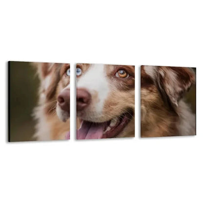 3pcs Australian Shepherd Dog Color Blue Eye   Wall Art Set Canvas Framed 40x60cm - High Quality Print 100% Australian Made Wall Canvas Ready to Hang - Bella Home Decor