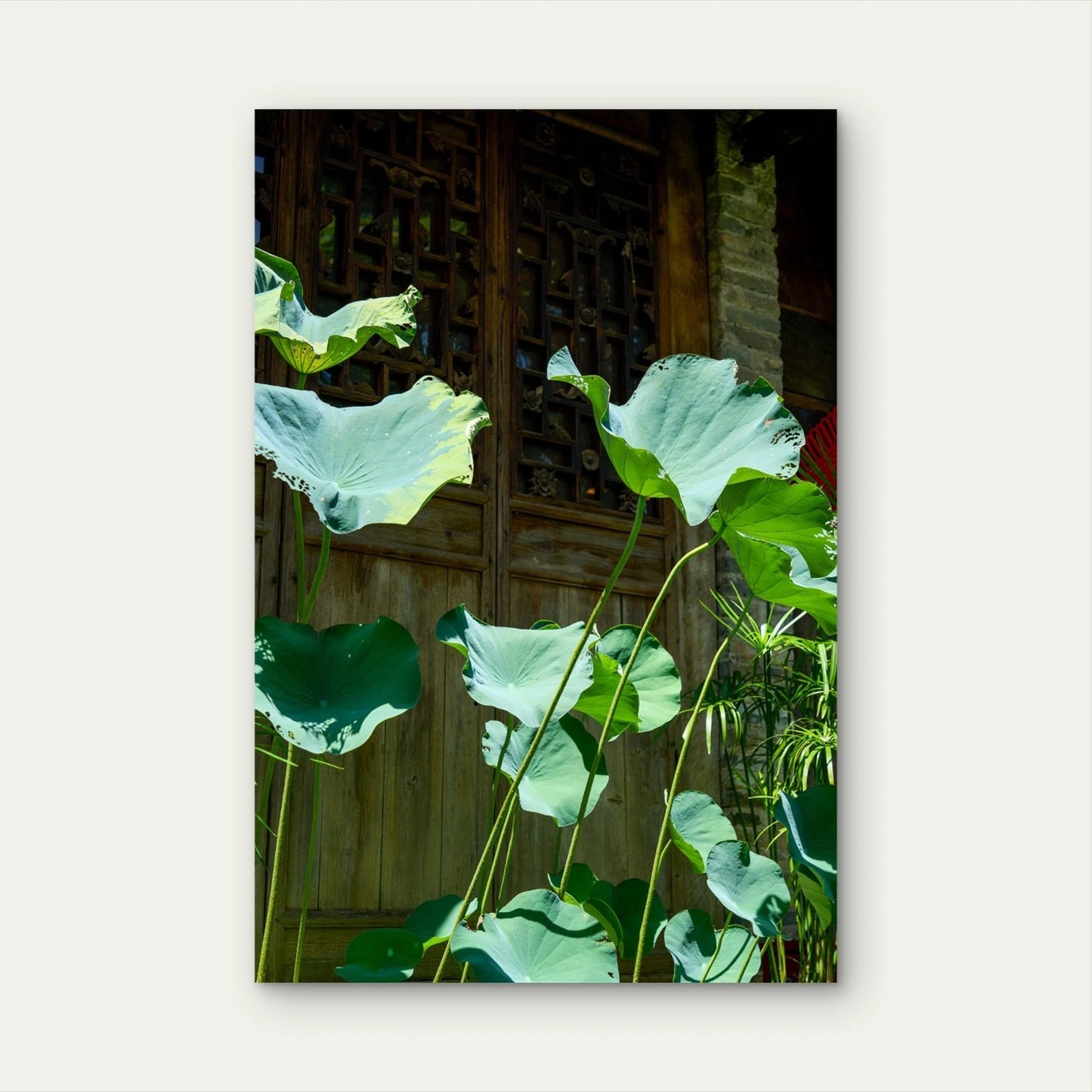 Sunlit Green Lotus Leaves Nature 40x60cm Metal Print Ready to Hang