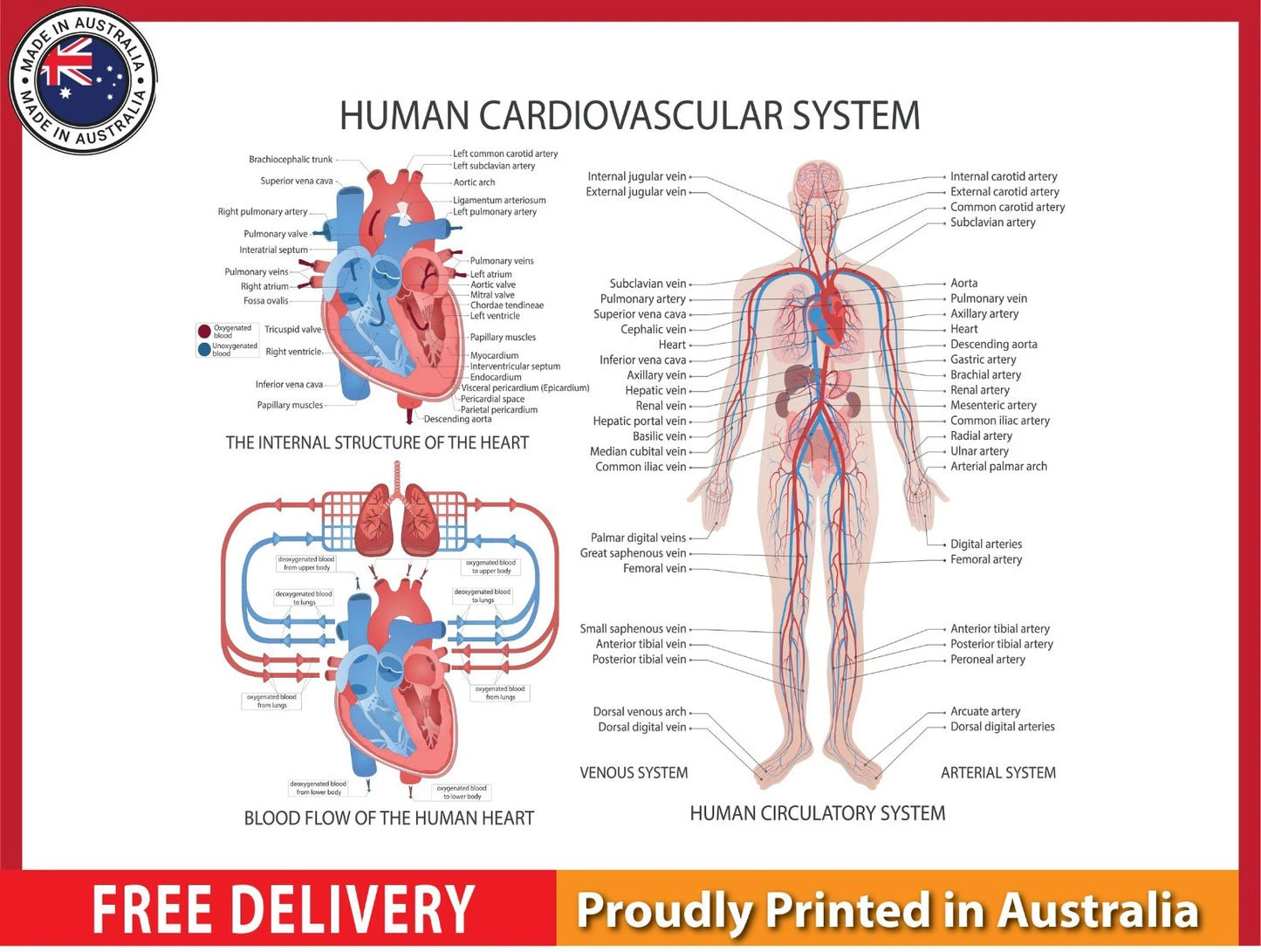 NEW (LAMINATED) CARDIOVASCULAR SYSTEM (61X91CM) EDUCATIONAL CHART PICTURE PRINT