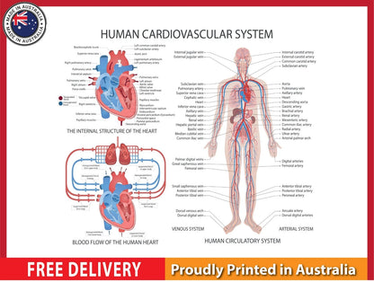 NEW (LAMINATED) CARDIOVASCULAR SYSTEM (61X91CM) EDUCATIONAL CHART PICTURE PRINT