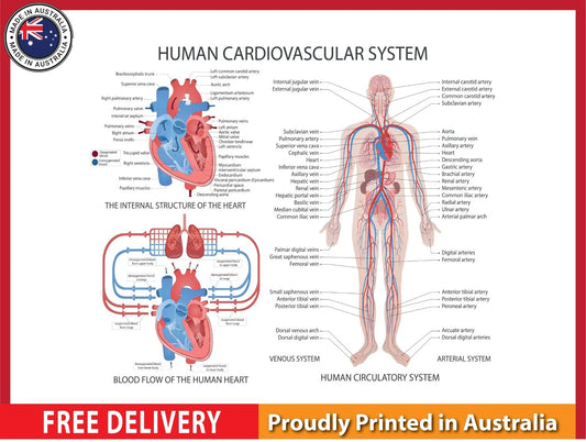 NEW (LAMINATED) CARDIOVASCULAR SYSTEM (61X91CM) EDUCATIONAL CHART PICTURE PRINT