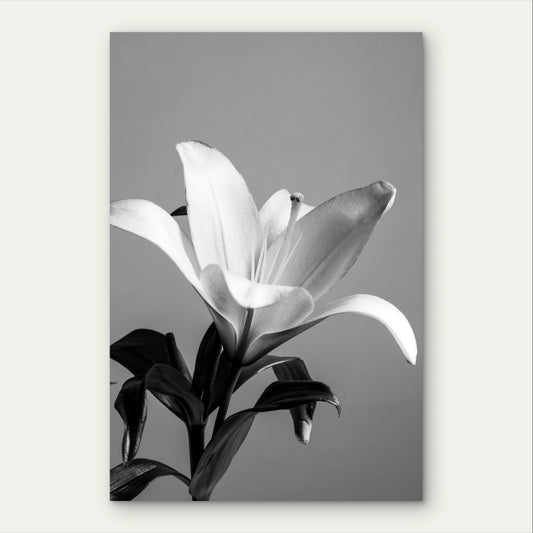Black and White Lily Flower Botanical Modern 40x60cm Metal Print Ready to Hang