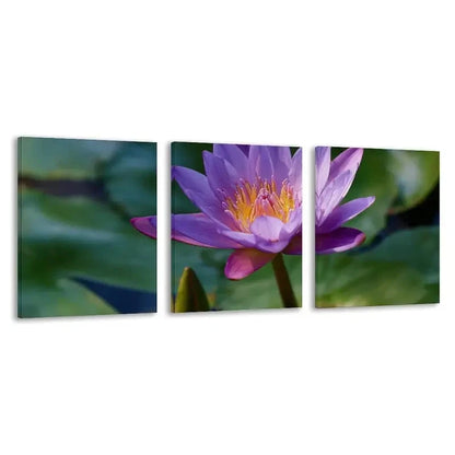 3pcs Purple Water Lily Flower Blooming  Wall Art Set Canvas Framed 50x70cm - High Quality Print 100% Australian Made Wall Canvas Ready to Hang