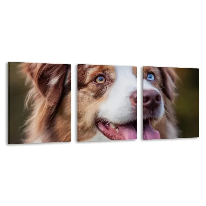 3pcs Australian Shepherd Dog with one blue eye   Wall Art Set Canvas Framed 40x60cm - High Quality Print 100% Australian Made Wall Canvas Ready to Hang - Bella Home Decor