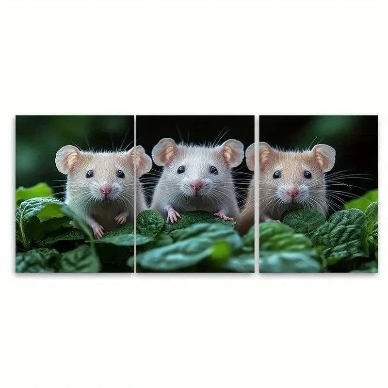 3pcs White Rats Painting Pets Portrait Wall Art Set Canvas Framed 50x70cm - High Quality Print 100% Australian Made Wall Canvas Ready to Hang